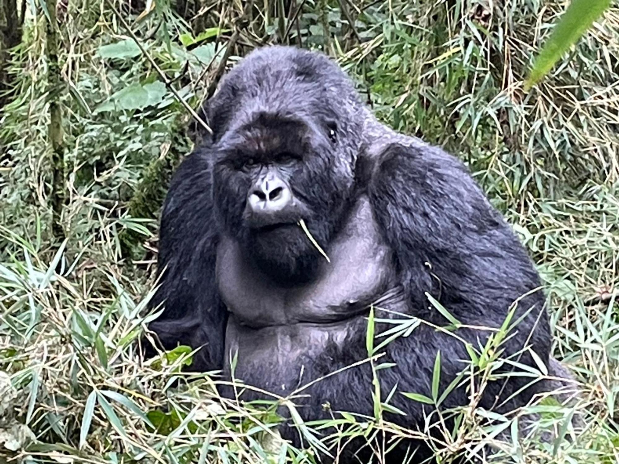 Le Bambou Gorilla Lodge Kinigi Bagian luar foto